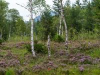 Egerndacher Filz Impression mit blühender Besenheide und Birkenstämmen